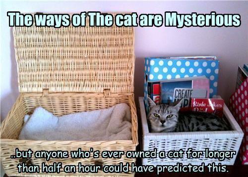 The ways of a cat are mysterious _ but sometimes predicable.jpg