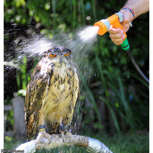 washed owl.jpg
