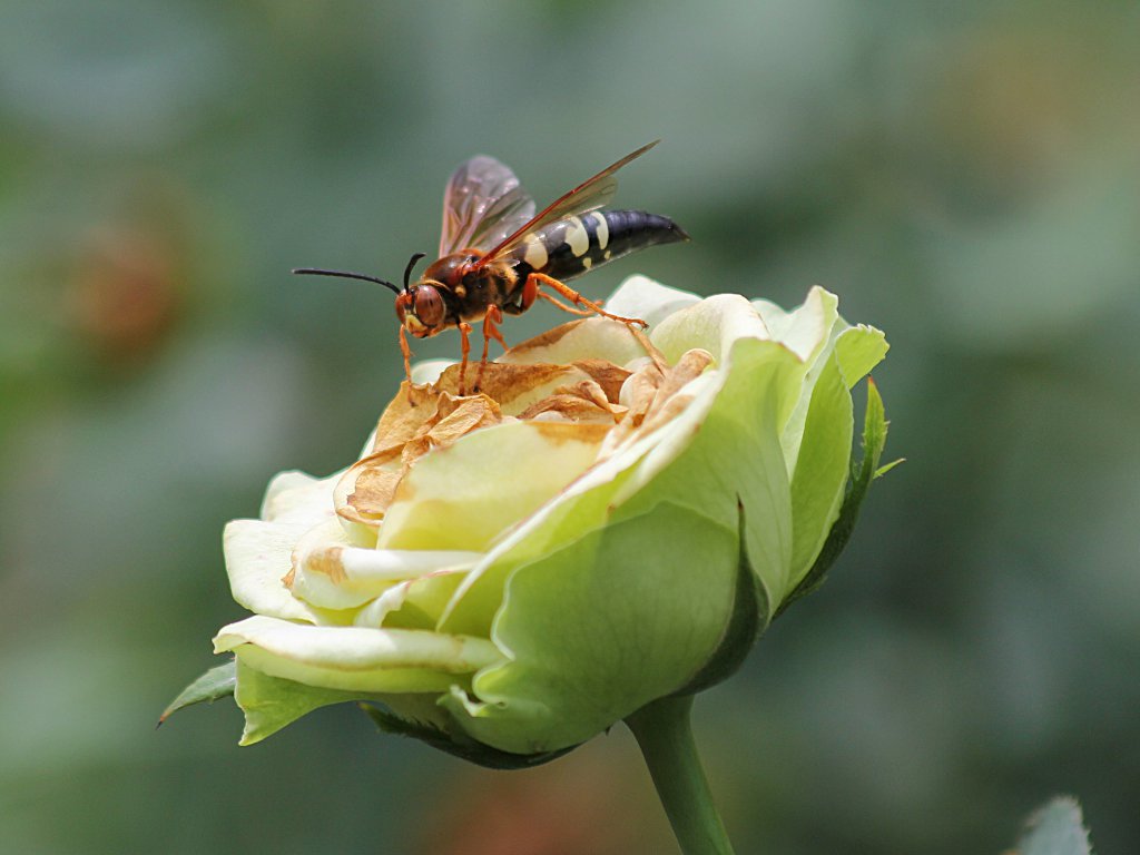 wasp on flower.jpg