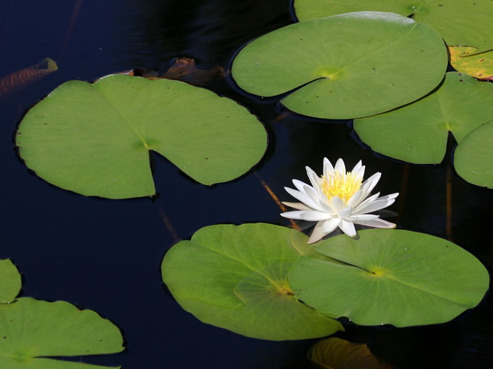 water lily 2021-09-26-01.jpg