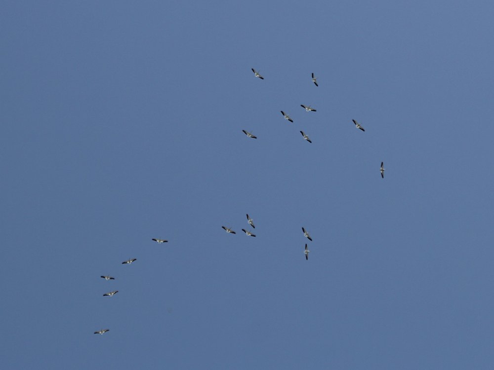 white pelicans 2022-03-26-01.jpg