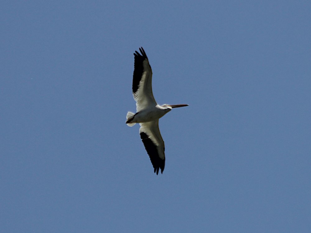white pelicans 2022-03-26-02.jpg