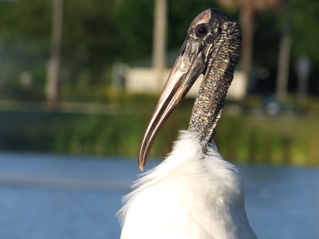 wood stork close up at park.jpg