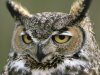 Great-Horned-Owl-Denali-National-Park-Alaska.jpg