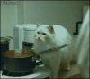 Cooking-with-cats-misunderstanding.gif