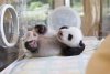 £££+Chilled+out+panda.jpg