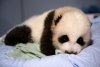 panda-cub-january-exam-2-110215-02.jpg