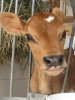 cow.jpg