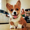 corgi.jpg