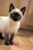 kitty.jpg