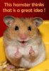 hamster thumbs up.jpg