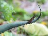 lizard in repose 2013-07-20.jpg