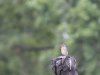 blue bird on tire sculpture.jpg