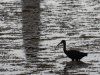 glossy ibis at viera.jpg