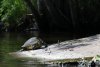 turtle on the Eau Gallie river sm.jpg