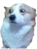 WTF Corgi.png