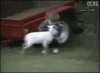 goat takedown.gif