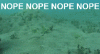nop-nope-octopus.gif