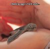 cute-sleeping-baby-turtle-hand.jpg