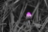 IMG_5130 small crop mostly balck and white diffused pink.jpg