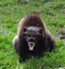 wolverine.jpg