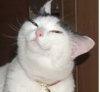 cat.jpg