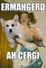 Cool Corgi Ermahgerd.jpg