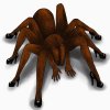 dollspider.jpg