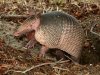 armadillo under bush1.jpg