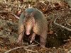 armadillo under bush2.jpg