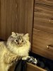 3613C8DA-C477-4C31-A7D1-0967F46E9DAA.jpeg