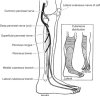 peroneal nn.jpg