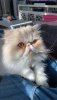 IMG_4371.jpeg