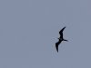 magnificent frigatebird 2023-10-13-01.jpg