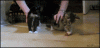 wwwkz.gif