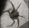 abd-217.gif