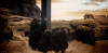 dOyKQ.gif