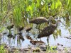 limpkin family 2025-03-14-01.jpg