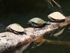 three turtles.jpg
