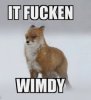 It Fucking Wimdy.jpg