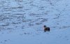 viera20121104_moorhen1.jpg