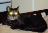Lord Diomedes 1.png Lord Diomedes 1.png